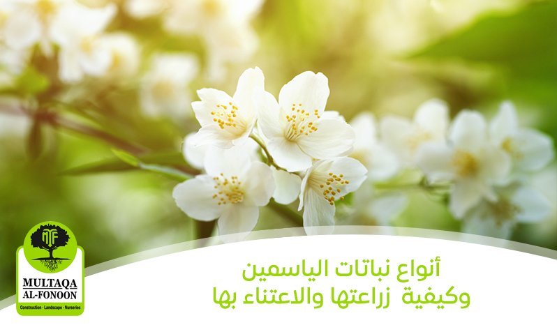   أنواع نباتات الياسمين وكيفية زراعتها والاعتناء بها