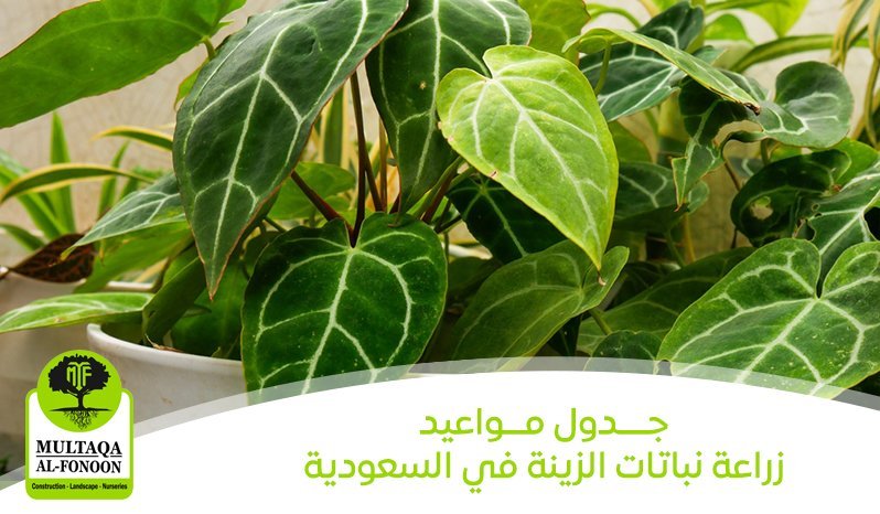 جدول مواعيد زراعة نباتات الزينة في السعودية