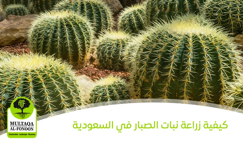 زراعة نبات الصبار في الحدائق المنزلية
