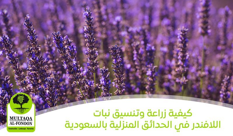 كيفية زراعة وتنسيق نبات اللافندر في الحدائق المنزلية بالسعودية