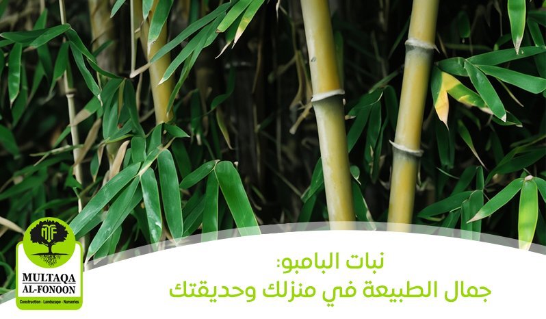 نبات البامبو: جمال الطبيعة في منزلك