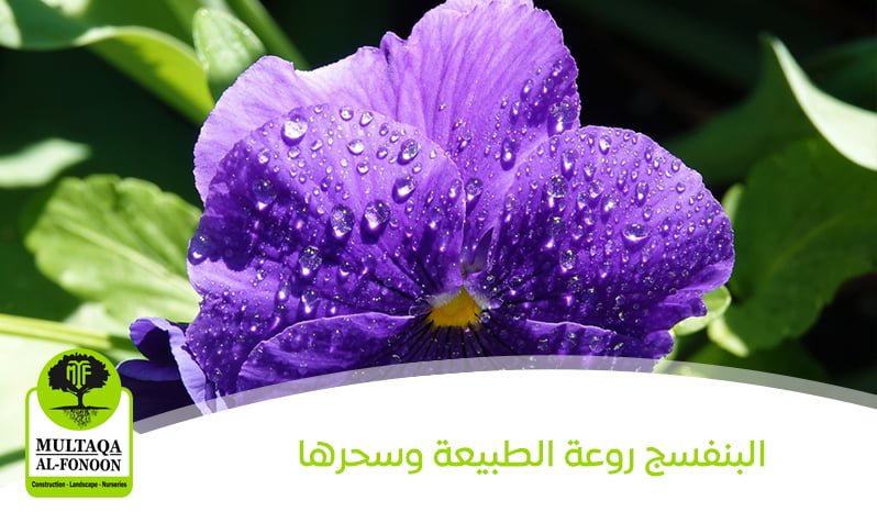 البنفسج روعة الطبيعة وسحرها