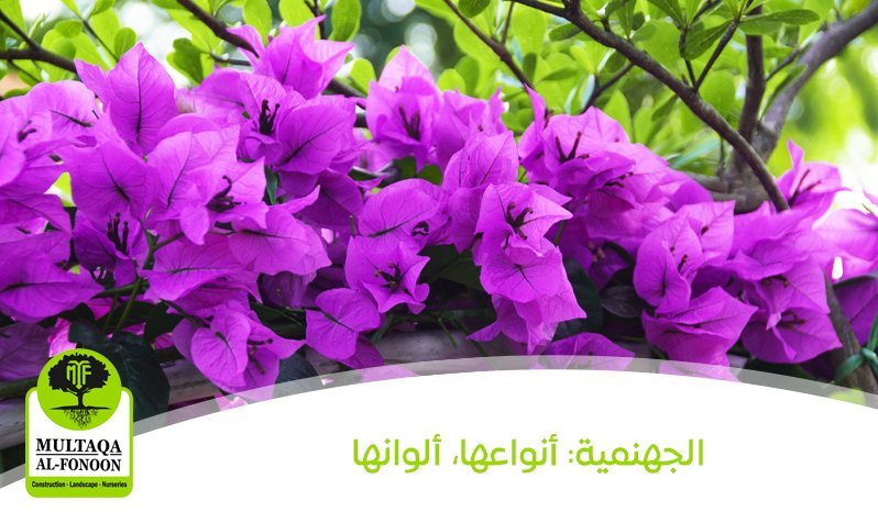 الجهنمية: أنواعها، وألوانها،