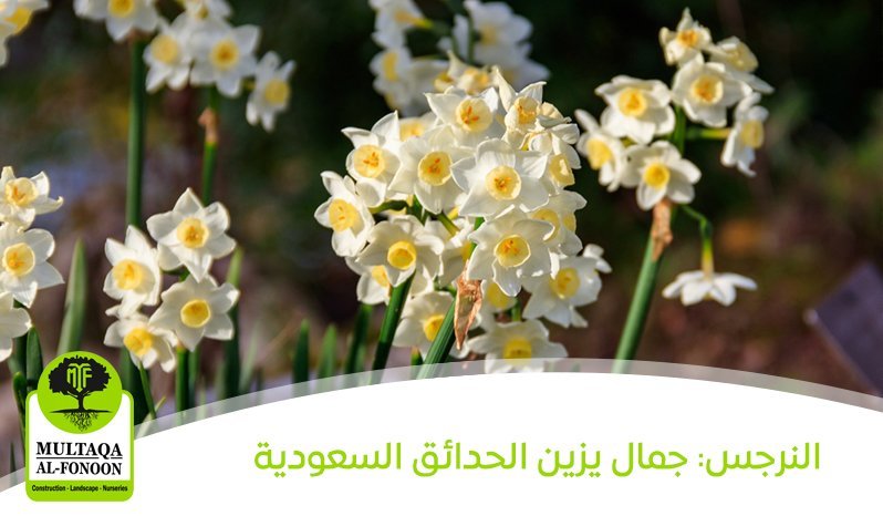 النرجس: جمال يزين الحدائق السعودية