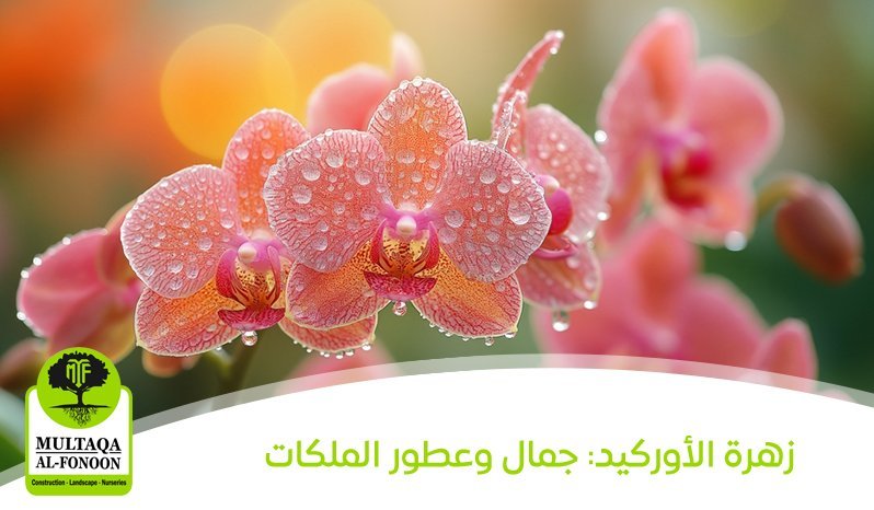 زهرة الأوركيد: جمال وعطور الملكات