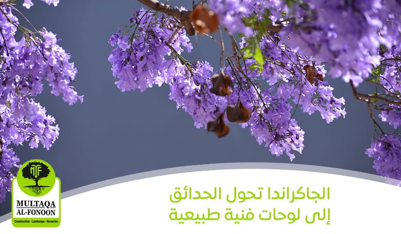 الجاكراندا تحول الحدائق إلى لوحات فنية طبيعية