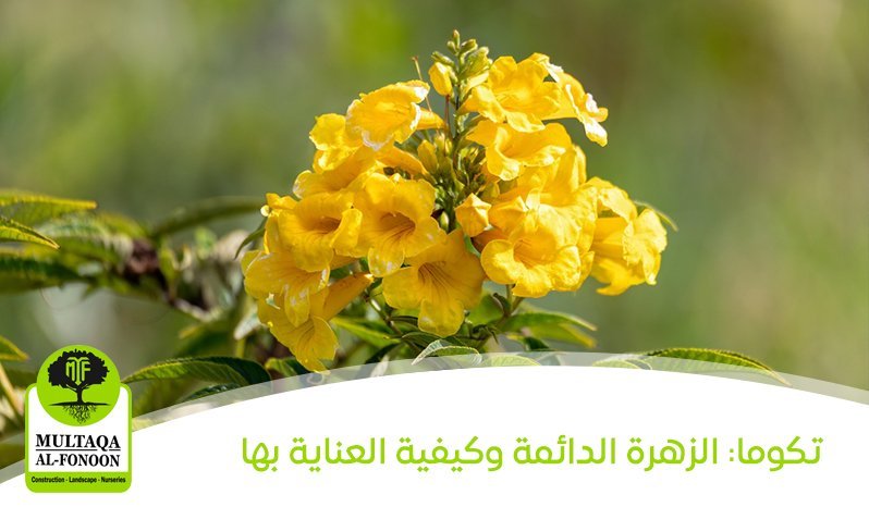 تيكوما زهرة الصيف الدائمة وكيفية العناية بها