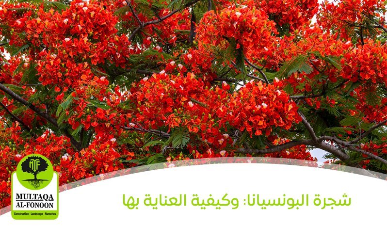 البونسيانا: وكيفية العناية بها