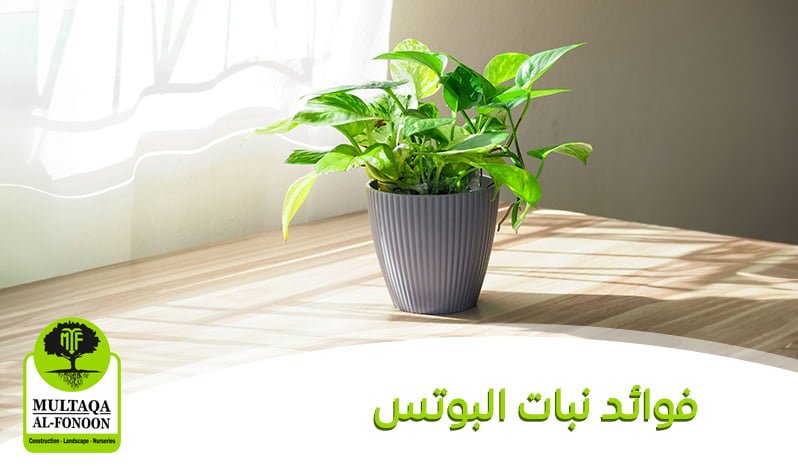 فوائد نبات البوتس