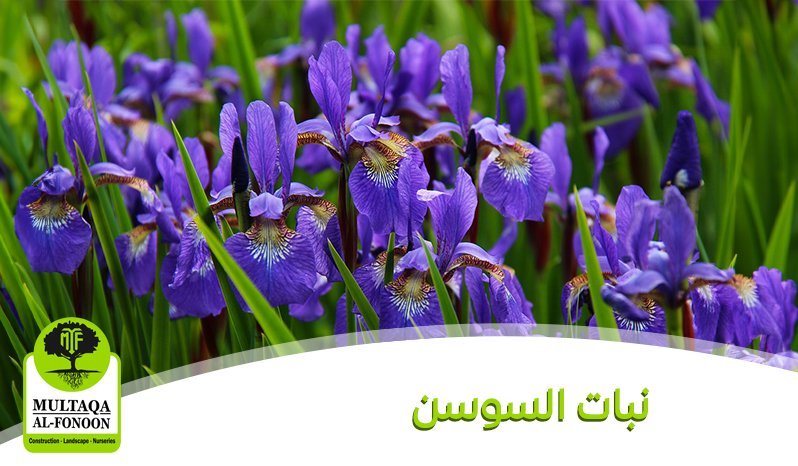 السوسن