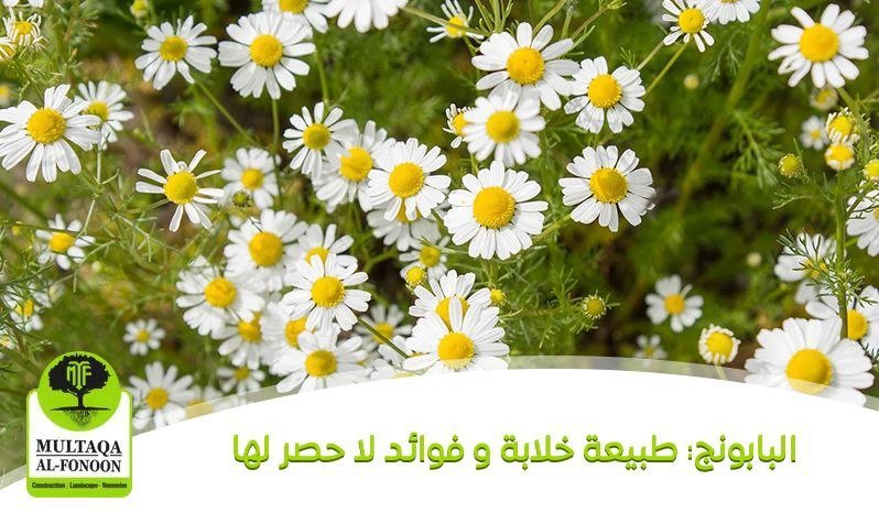 البابونج: الطبيعة الخلابة و فوائد البابونج لا حصر لها