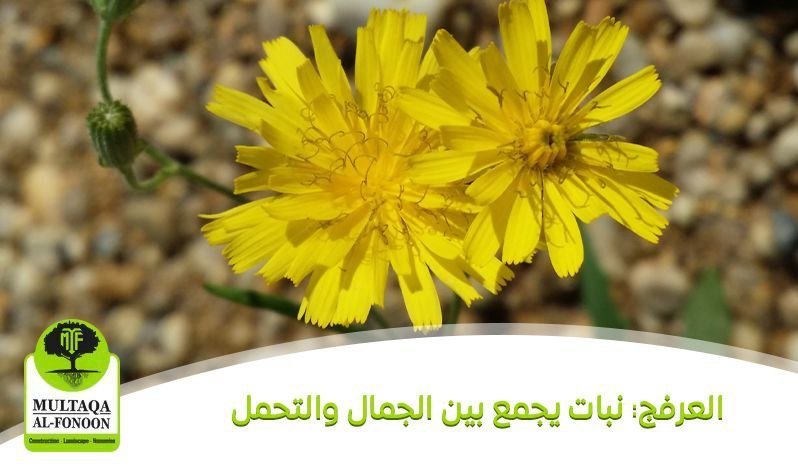 العرفج: نبات يجمع بين الجمال والتحمل