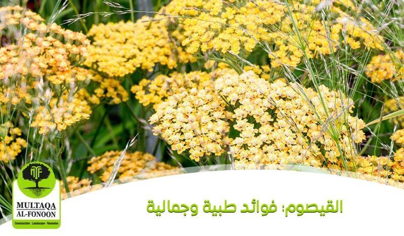 القيصوم: فوائد طبية وجمالية