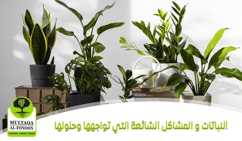 النباتات و المشاكل الشائعة التي تواجهها وحلولها