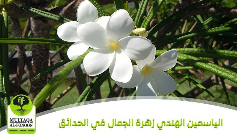 الياسمين الهندي: زهرة الجمال في الحدائق