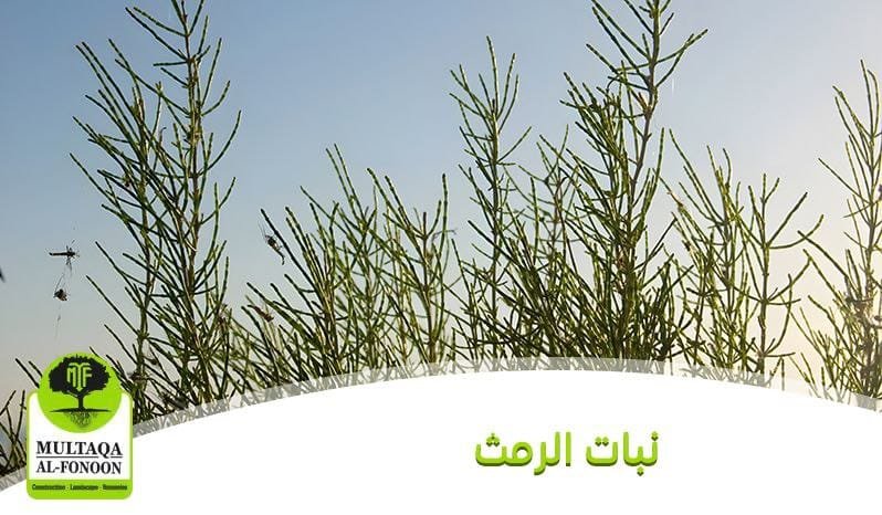 الرمث