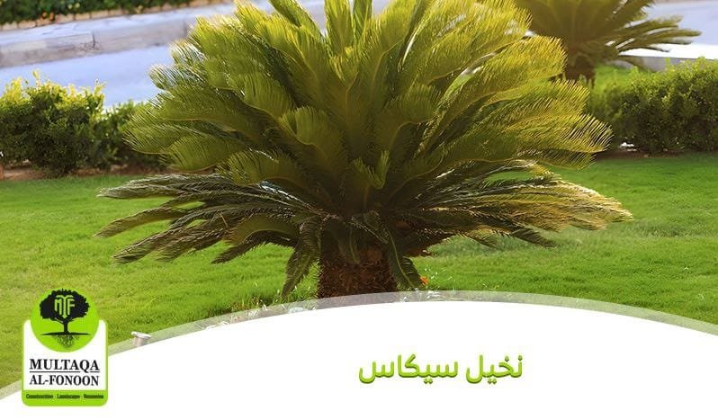 نخيل سيكاس
