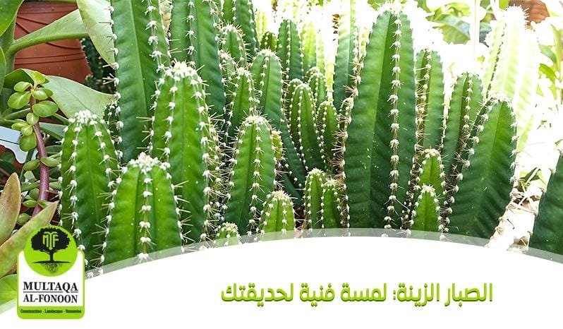 الصبار الزينة: لمسة فنية لحديقتك 