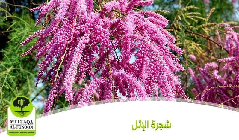 الأثل