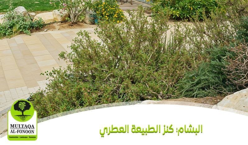 البشام: كنز الطبيعة العطري والفوائد المتعددة