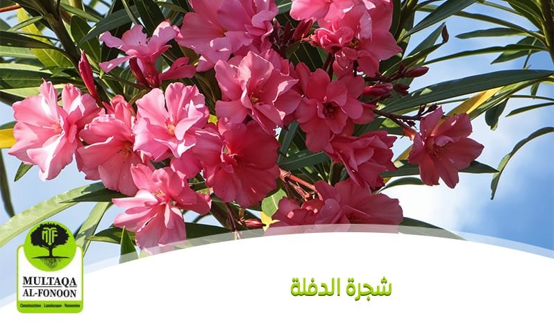 شجرة الدفلة