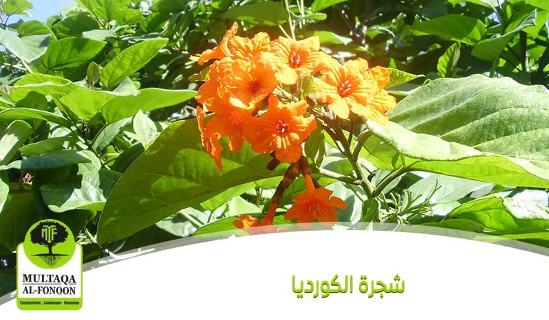شجرة الكورديا