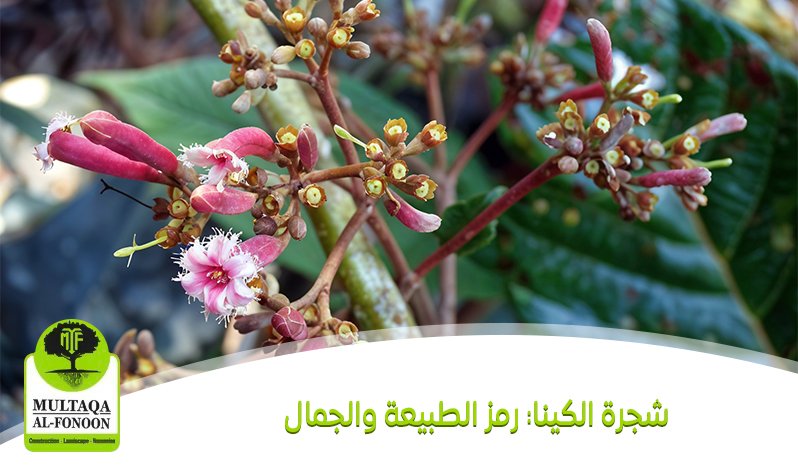 شجرة الكينا