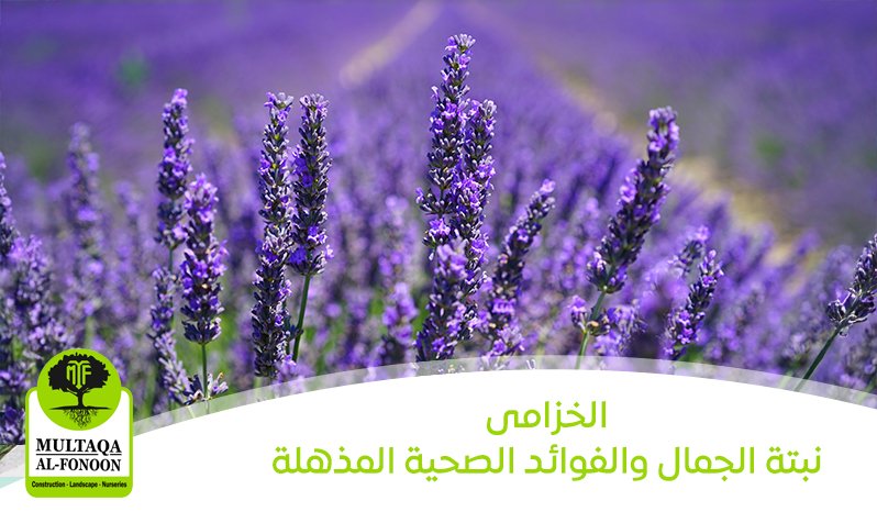 الخزامي نبتة الجمال والفوائد الصحية المذهلة