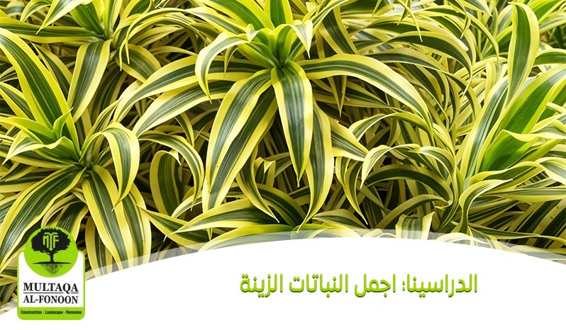 الدراسينا اجمل النباتات الزي