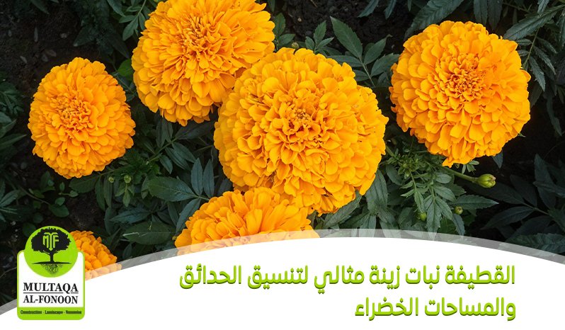 القطيفة نبات زينة مثالي لتنسيق الحدائق والمساحات الخضراء