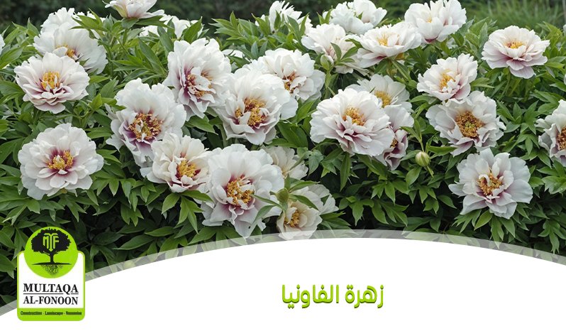 زهرة الفاونيا