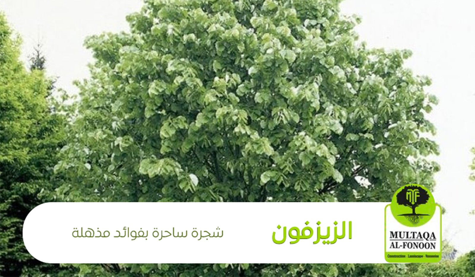 الزيزفون شجرة ساحرة بفوائد مذهلة