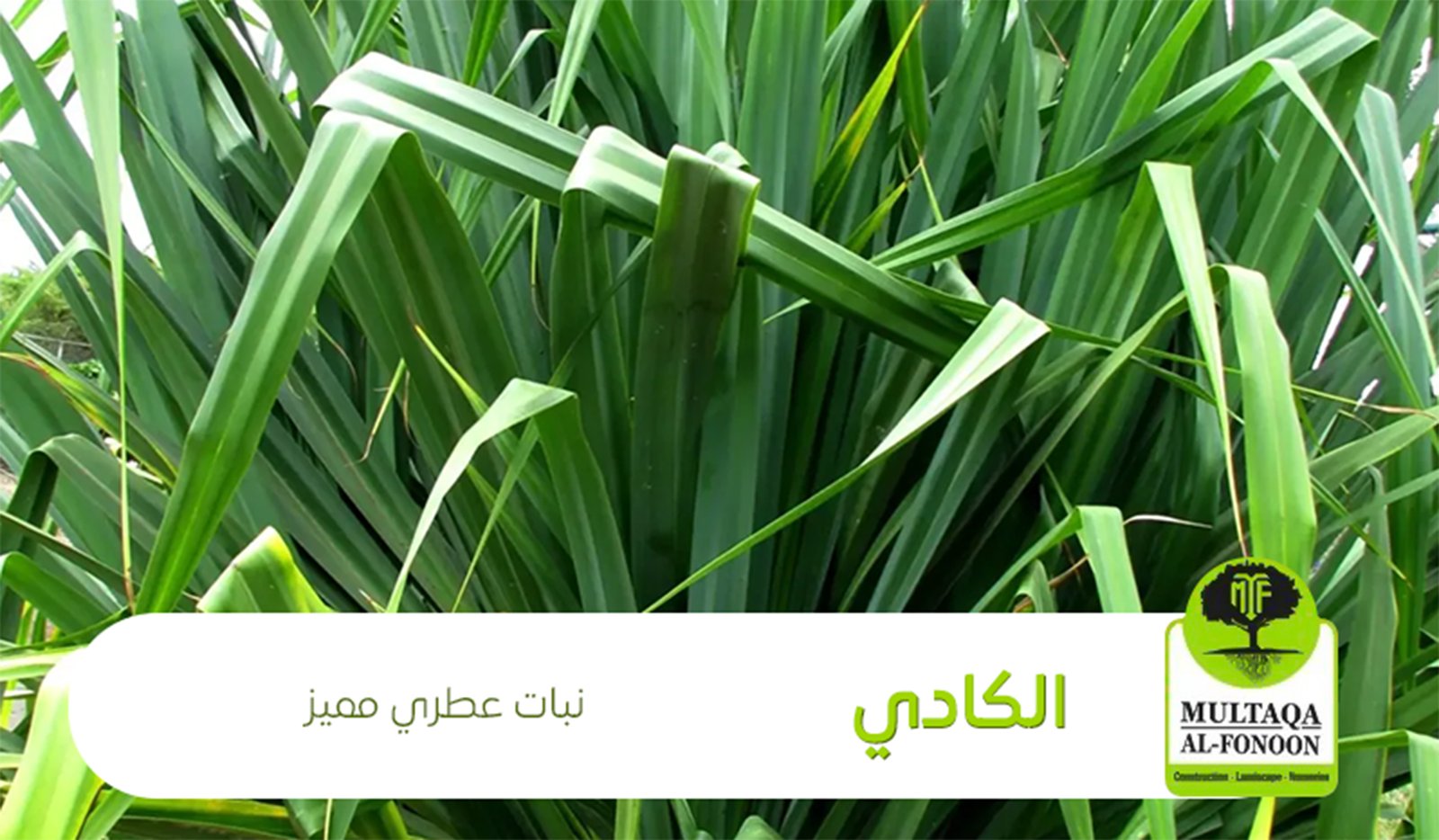 الكادي :نبات عطري مميز