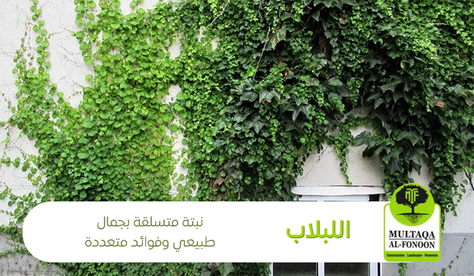  اللبلاب: نبتة متسلقة بجمال طبيعي وفوائد متعددة