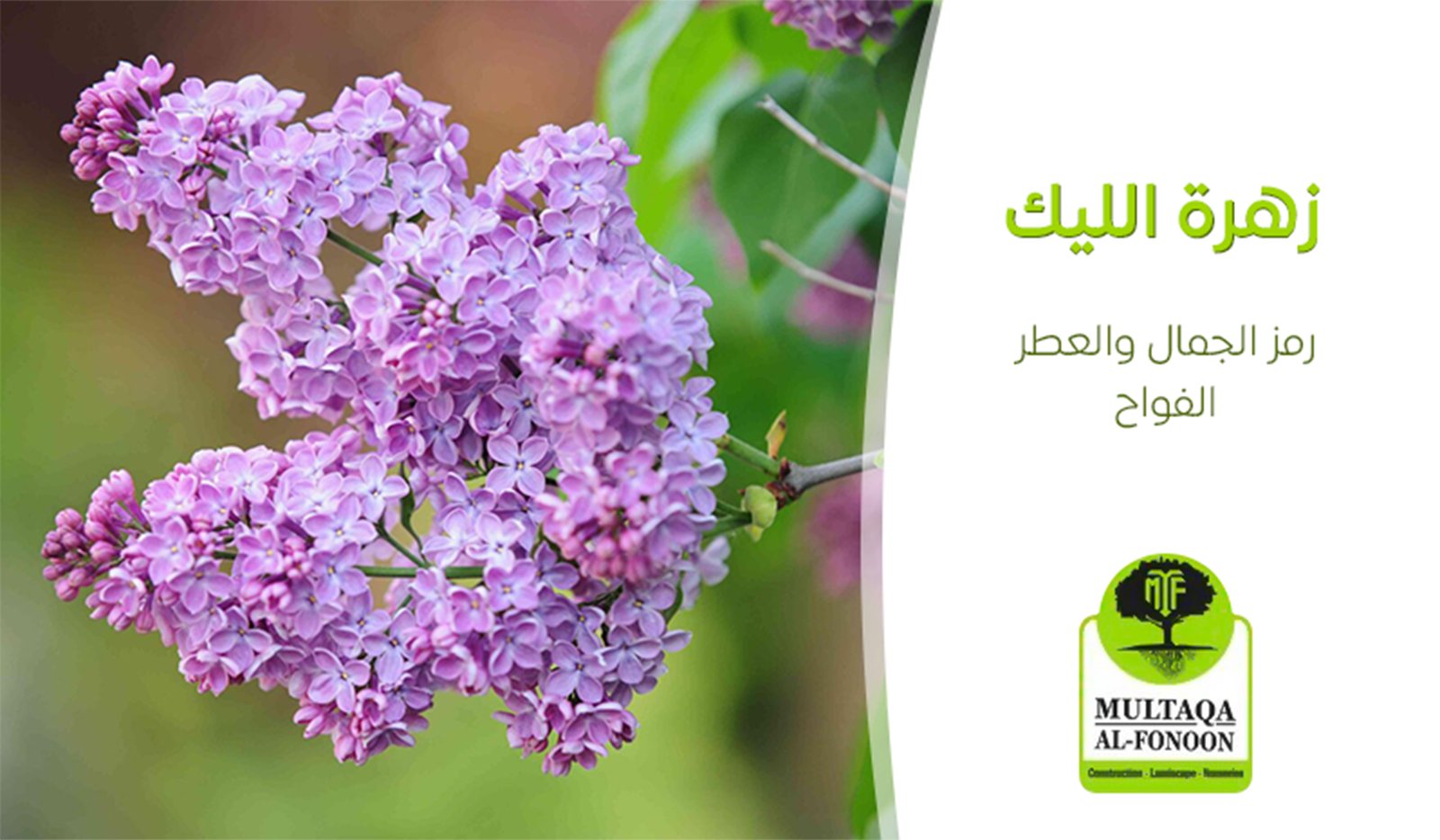 زهرة الليك: رمز الجمال والعطر الفواح