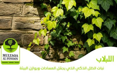 نبات اللبلاب: نبات الظل الذكي الذي يجمّل المساحات ويوازن البيئة
