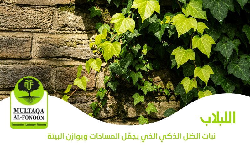 نبات اللبلاب: نبات الظل الذكي الذي يجمّل المساحات ويوازن البيئة