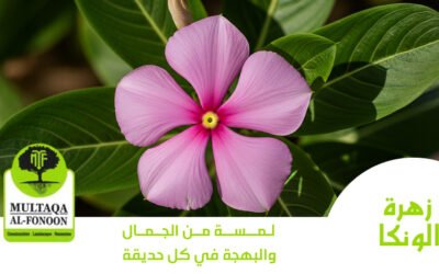 زهرة الونكا: لمسة من الجمال والبهجة في كل حديقة