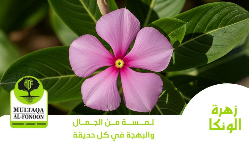 زهرة الونكا: لمسة من الجمال والبهجة في كل حديقة