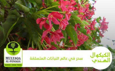 كيكوال هندي: سحر في عالم النباتات المتسلقة