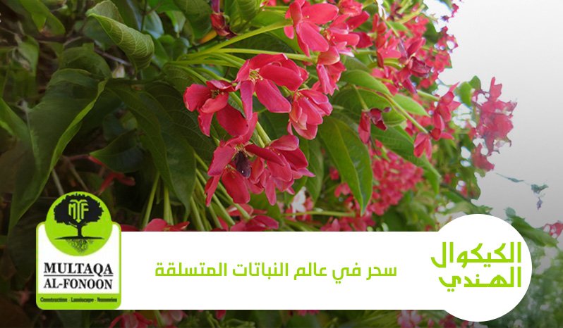 كيكوال هندي: سحر في عالم النباتات المتسلقة