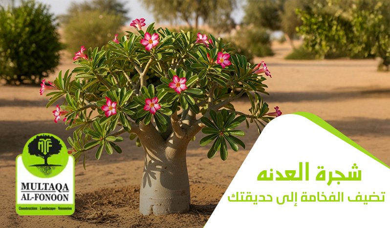 شجرة العدنه تضيف الفخامة إلى حديقتك