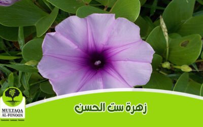 ست الحسن: كل ما تحتاج معرفته عن النبتة وزهرتها وشكلها وطرق العناية بها