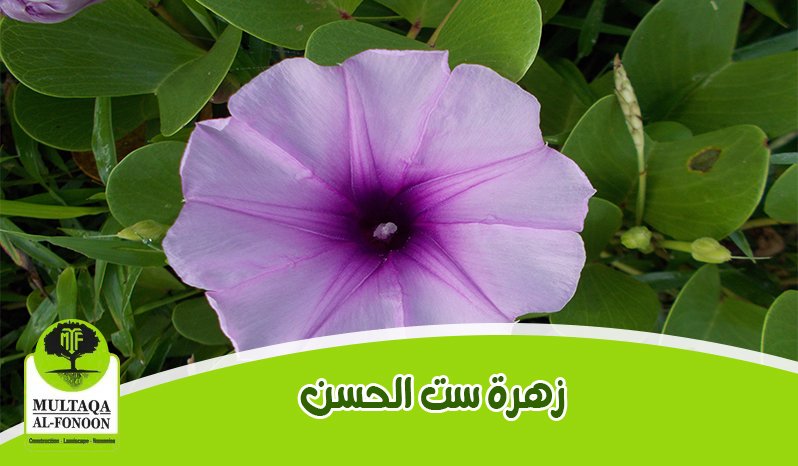 زهرة ست الحسن بلون أرجواني فاتح مع مركز أغمق، محاطة بأوراق خضراء كثيفة، تظهر النبات في بيئته الطبيعية، مما يعكس جماله الطبيعي وجاذبيته البصرية.