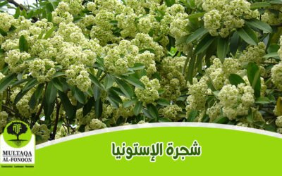 شجرة الستونيا