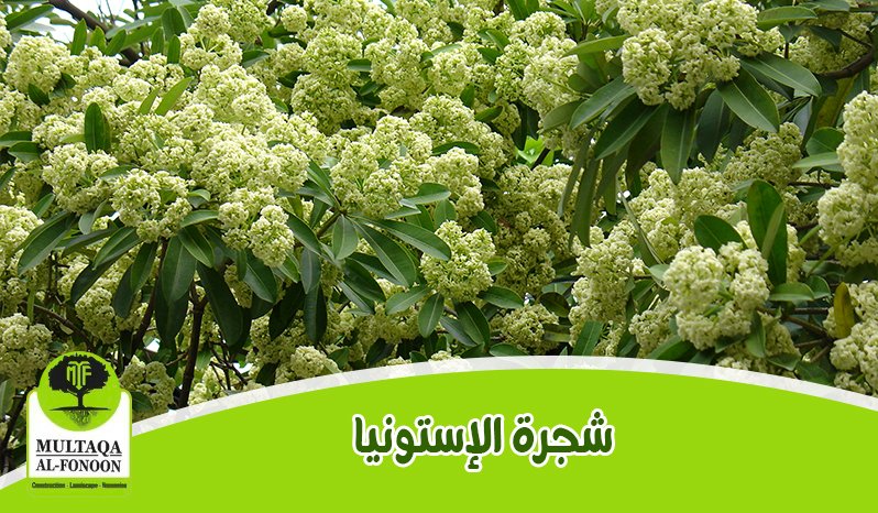زهور الستونيا الملونة والمزهرة بألوان زاهية، تضيف جمالًا وحيوية للحديقة أو المساحة الخضراء.