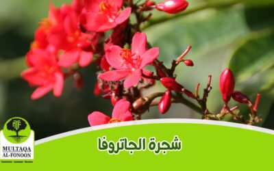 الجاتروفا: مواصفاتها ومميزاتها واستخداماتها