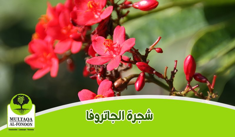 زهرة الجاتروفا الحمراء المتفتحة