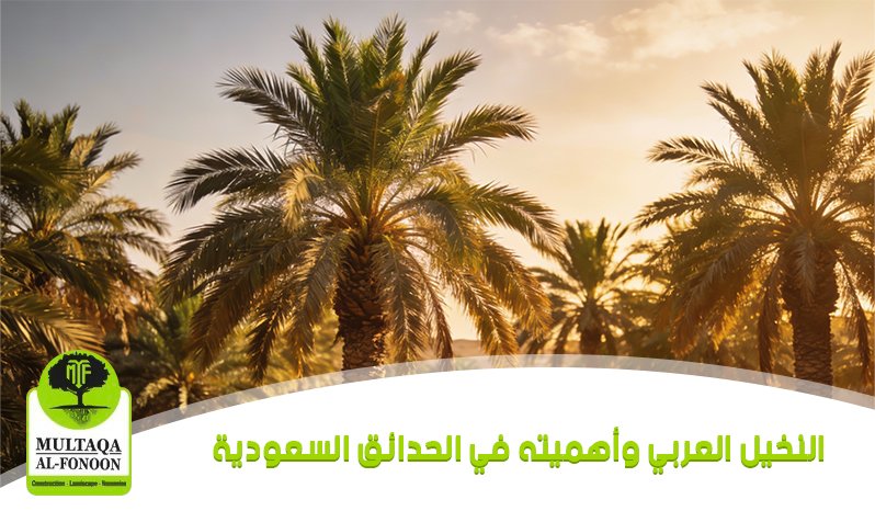  النخيل العربي وأهميته في الحدائق السعودية