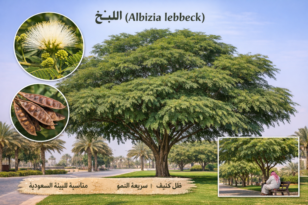 دليل زراعة شجرة اللبخ: شجرة الظل والجمال المثالية للمناخ السعودي ...